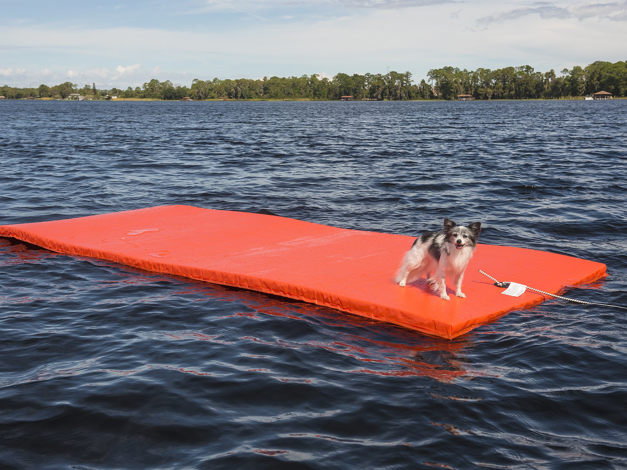 https://www.wakeboardingmag.com/wp-content/uploads/2021/09/watermat_dog.jpg