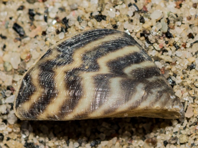 Invasive zebra mussel